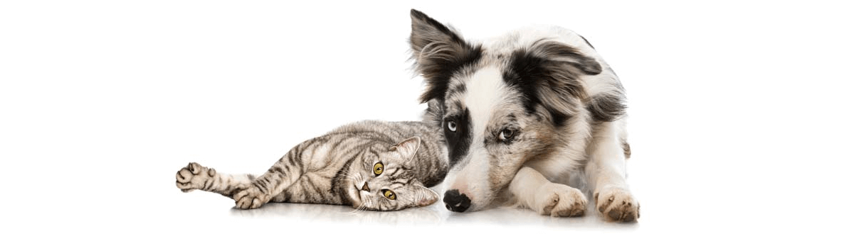 Maine Federation of Humane Societies, statewide network of companion animal welfare organizations working to support animal shelters, to promote the adoption of homeless animals and responsible pet ownership, and to end pet overpopulation through education, outreach, and advocacy.